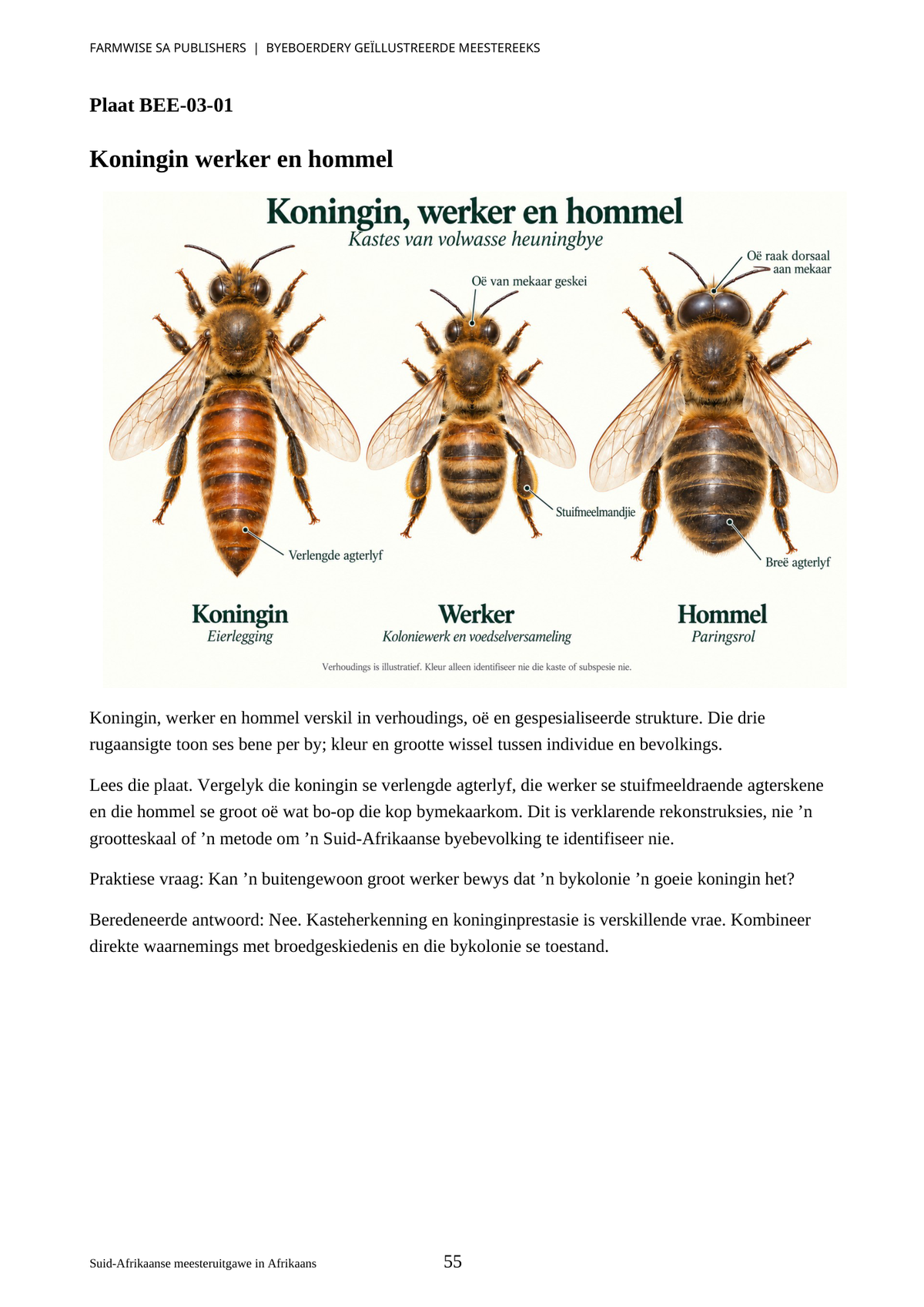 Hersiene Oktober 2026-uitgawe; werklike binneblad 55. Master Bee, Afrikaans.