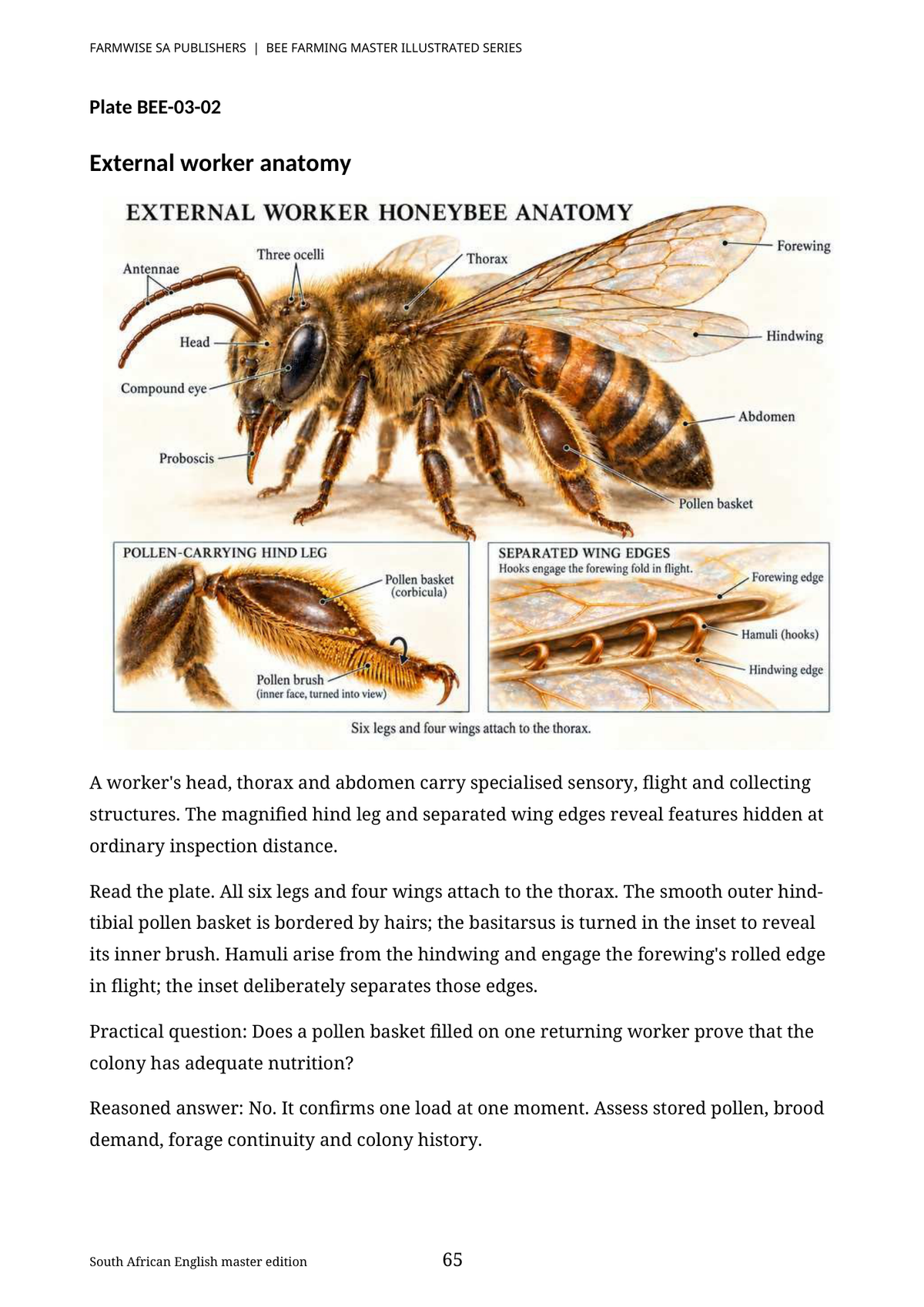 Updated October 2026 edition; actual interior page 65. Master Bee, English.