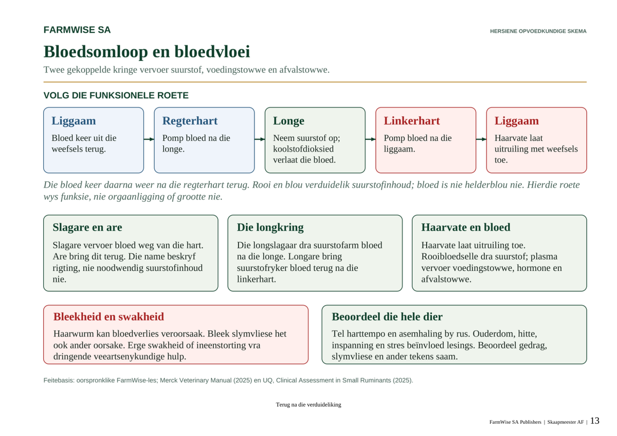 Hersiene Oktober 2026-uitgawe; werklike binneblad 13. Master Sheep, Afrikaans.
