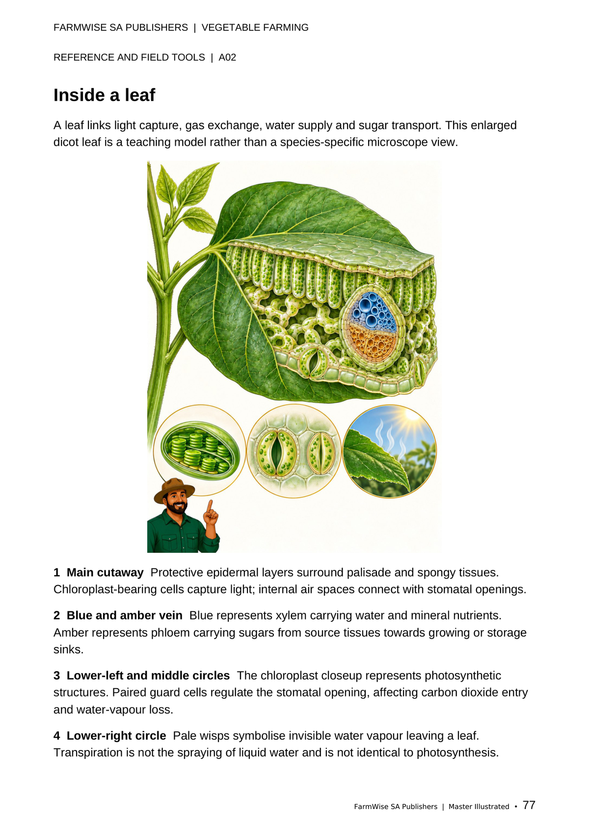 Updated October 2026 edition; actual interior page 77. Master Vegetable, English.
