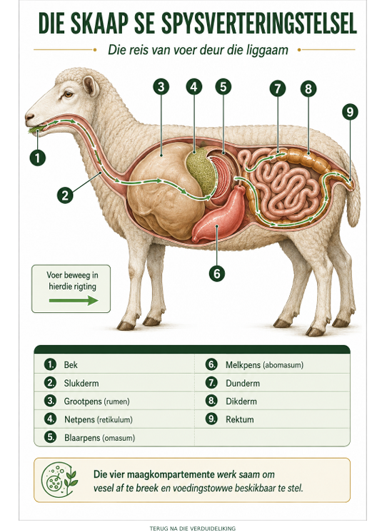 Geïllustreerde Meestereeks Skaapboerdery Handboek (Afrikaans)