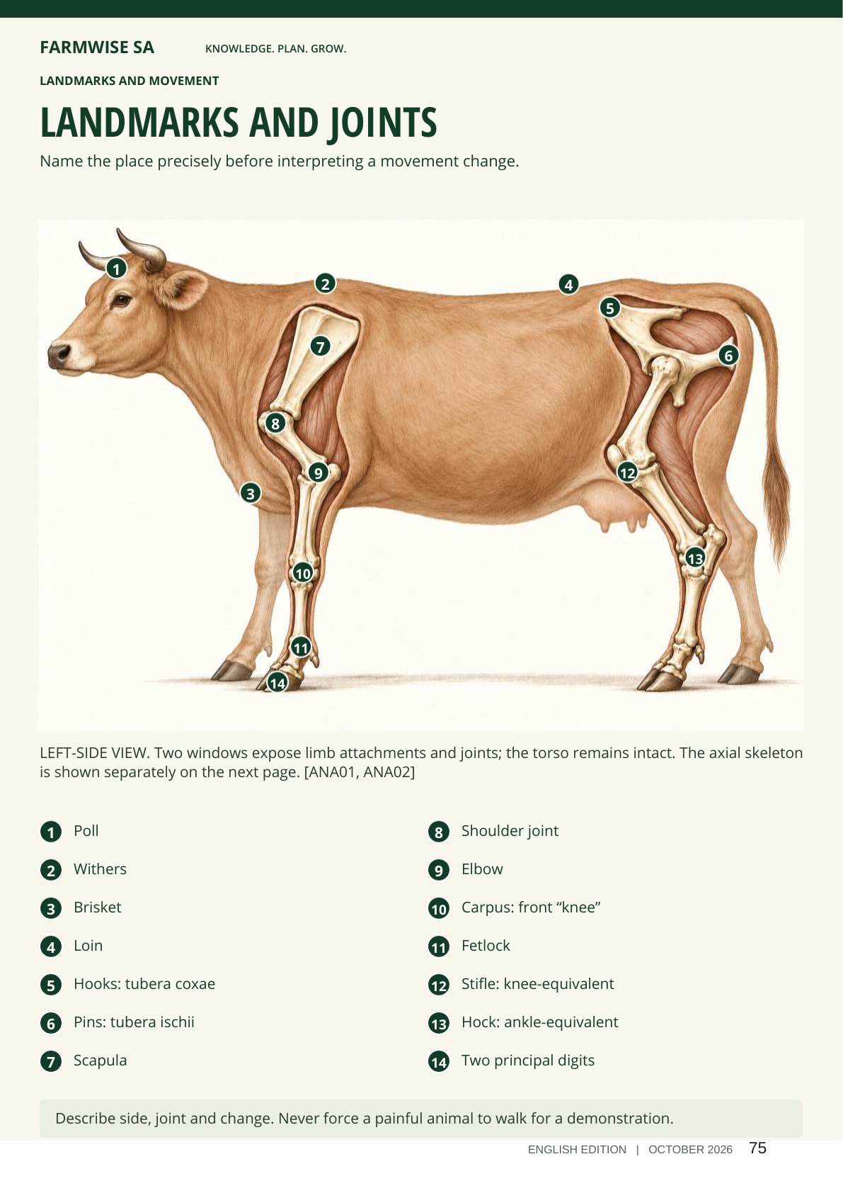 Cattle Farming handbook sample page 75: illustrated cattle landmarks and joints