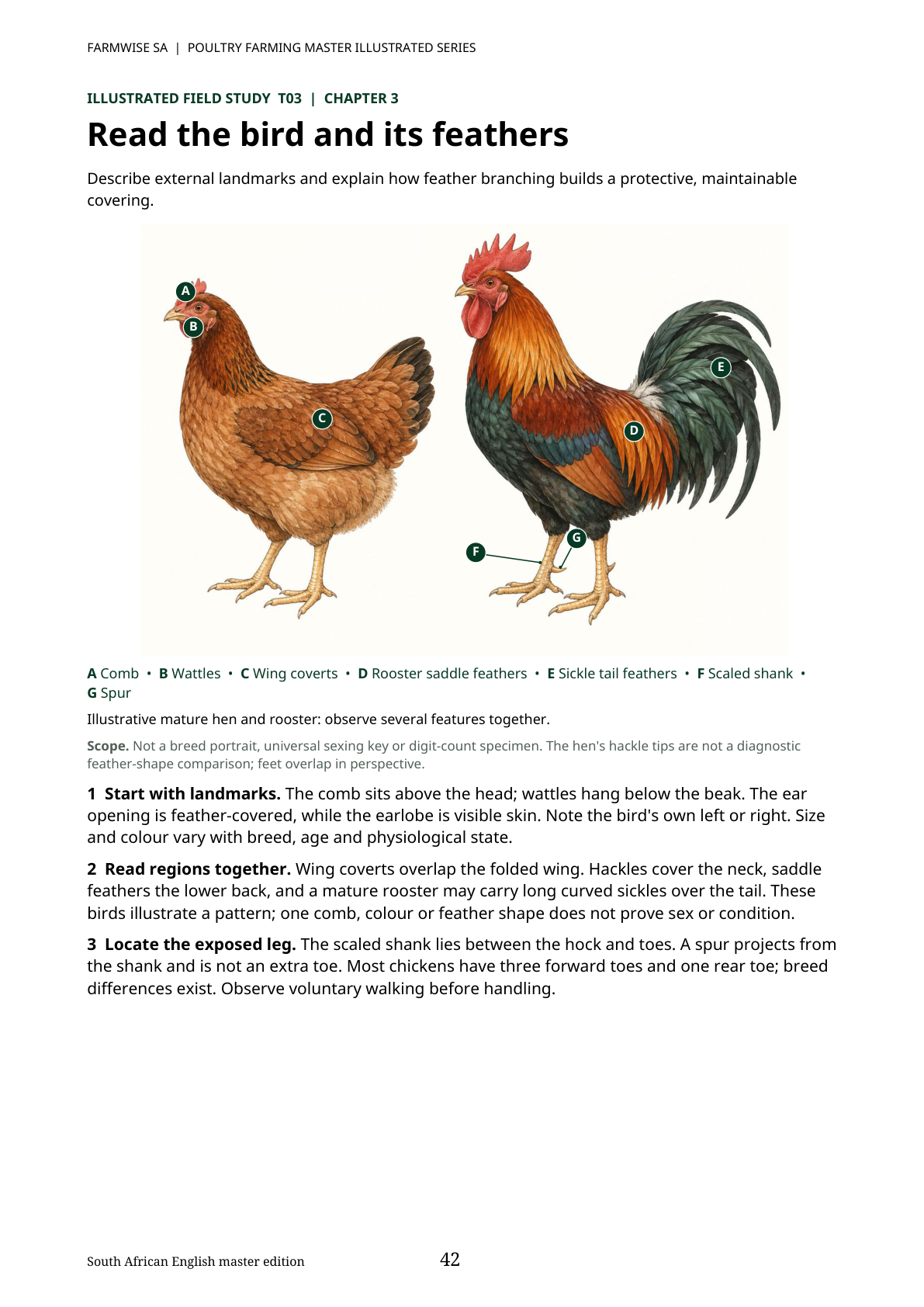 Poultry Farming handbook sample page 42: hen and rooster feather landmarks